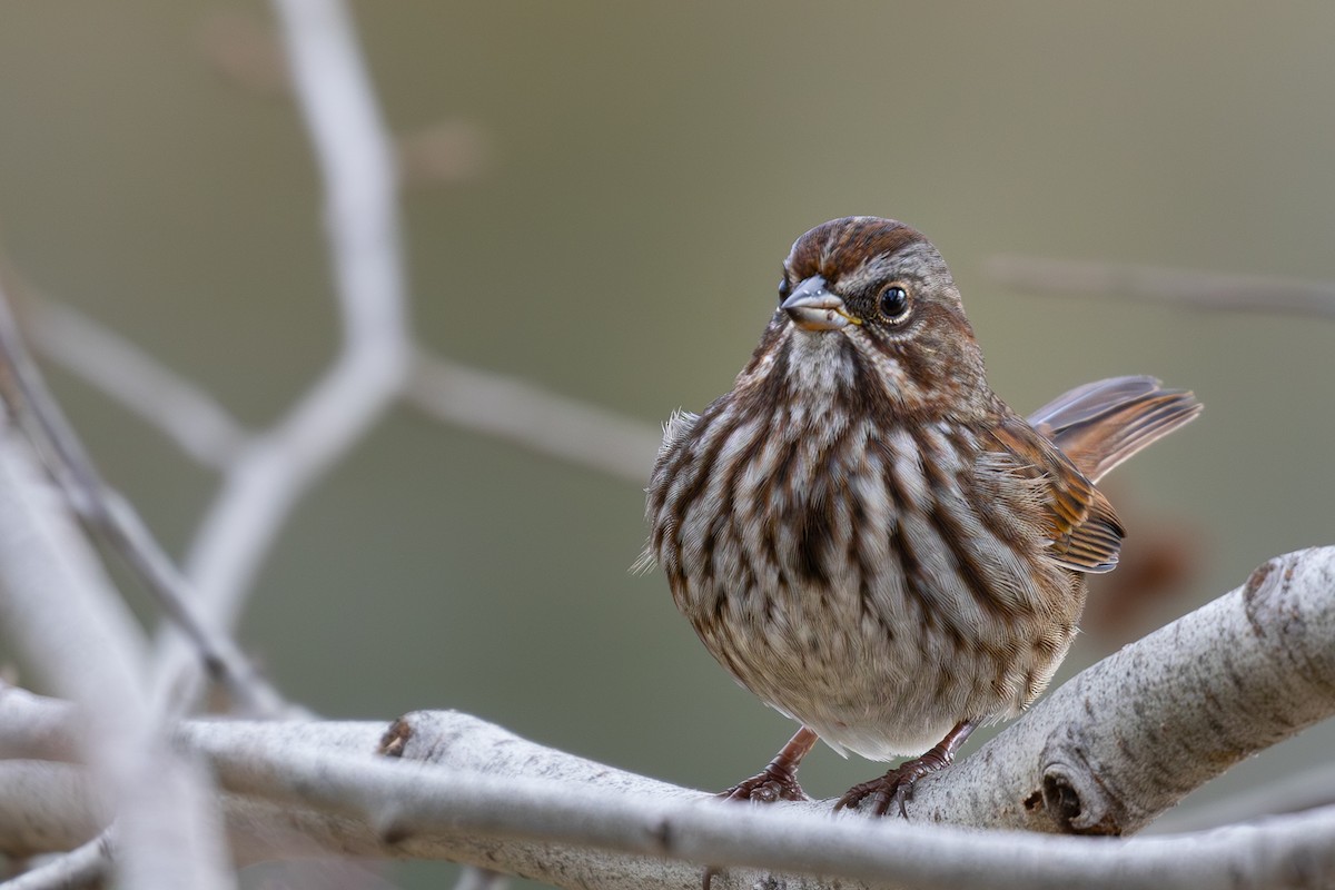Song Sparrow - ML644506122