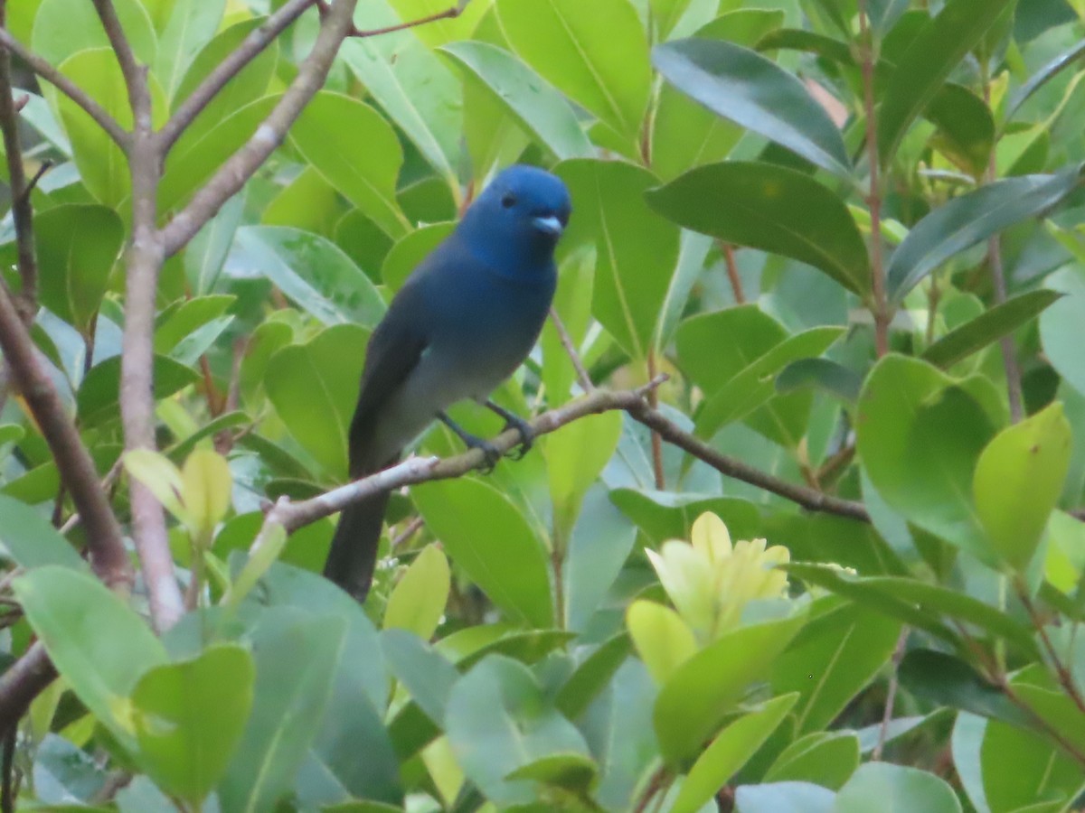 Black-naped Monarch - ML644506128