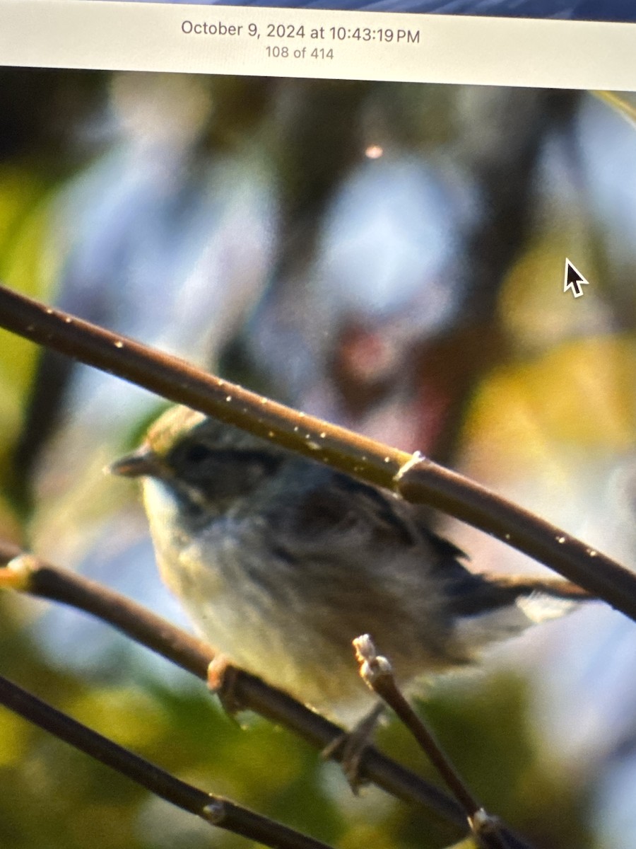 ヌマウタスズメ - ML644506146