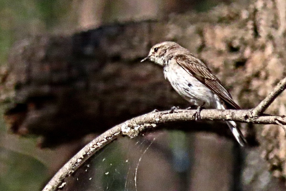 オジロオリーブヒタキ - ML644506161