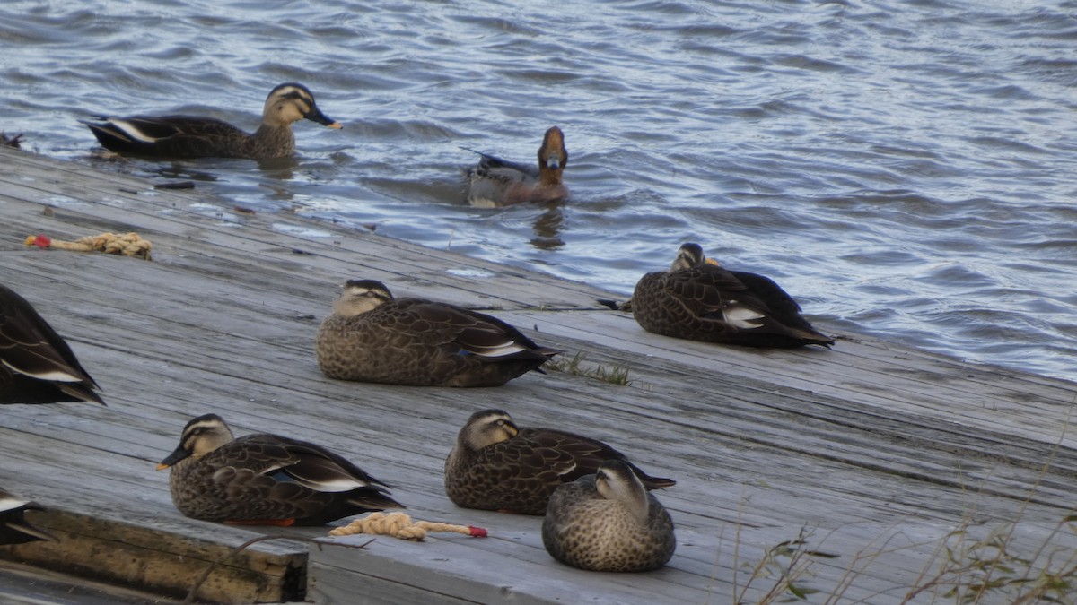 カルガモ - ML644506162