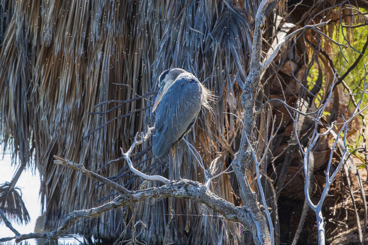 Grand Héron - ML644506163