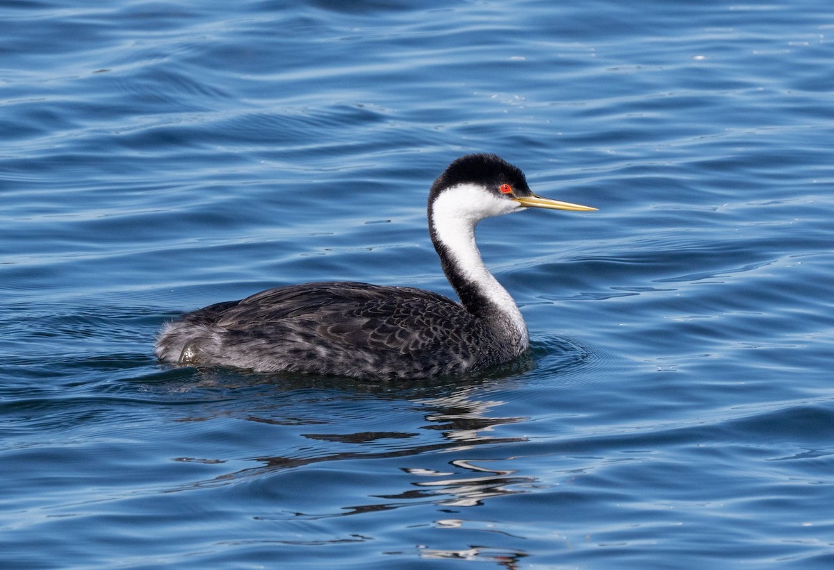 Western Grebe - ML644506164