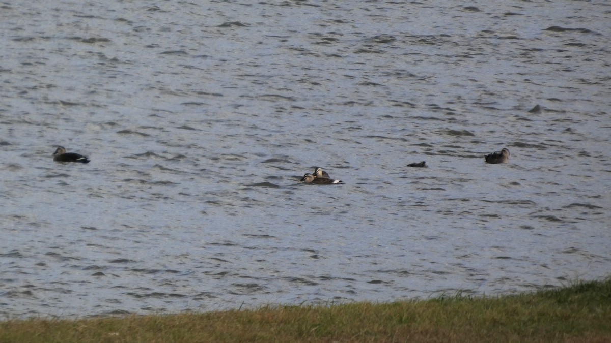 カルガモ - ML644506171