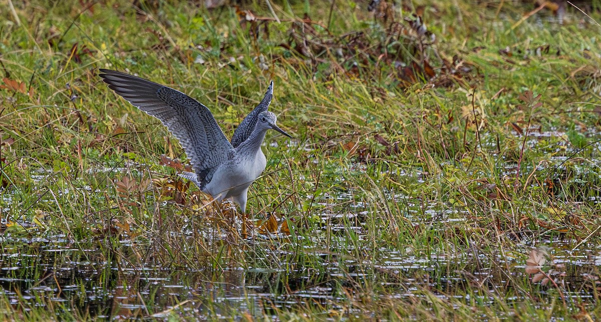 Greater Yellowlegs - ML644506183