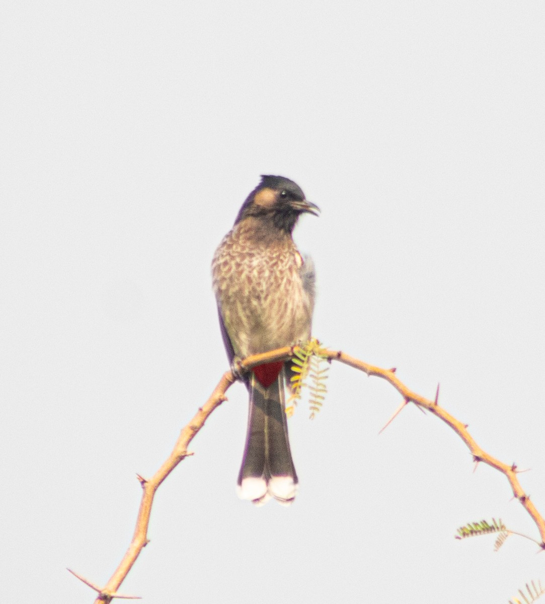 Red-vented Bulbul - ML644506186