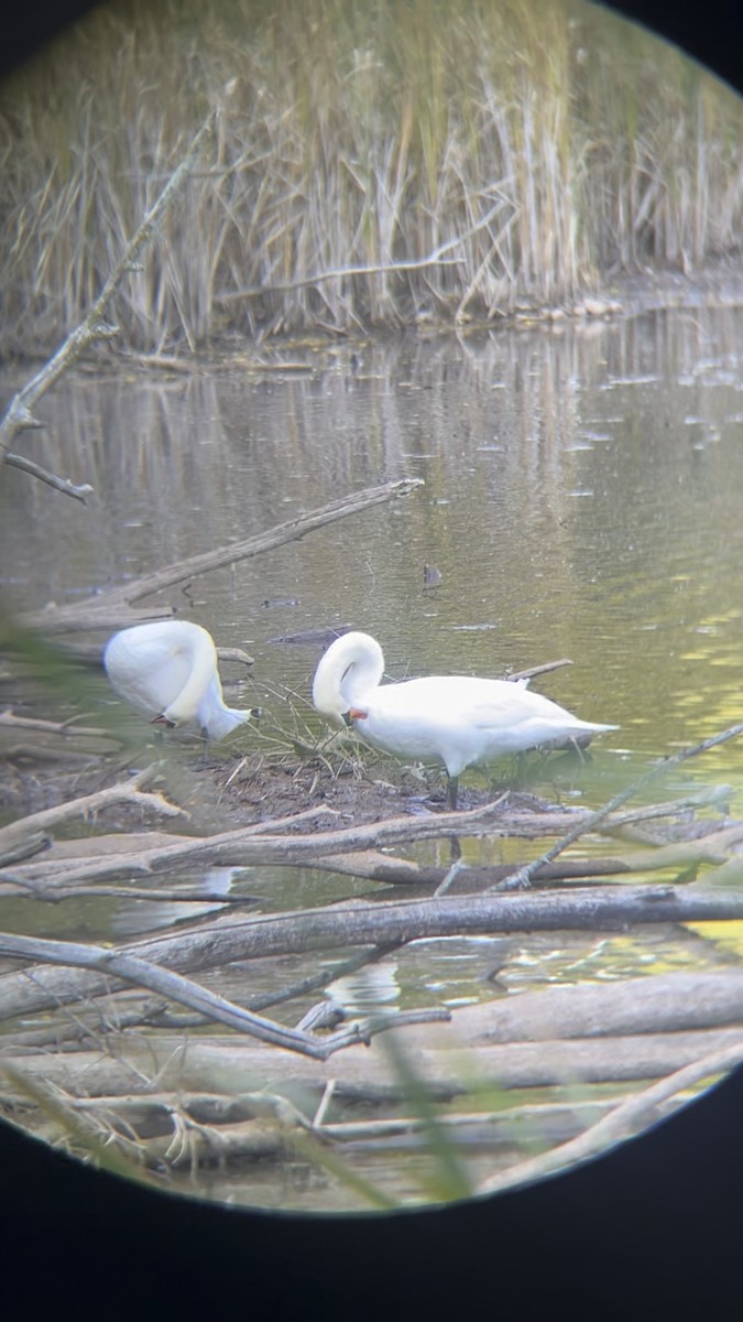 labuť velká - ML644506201