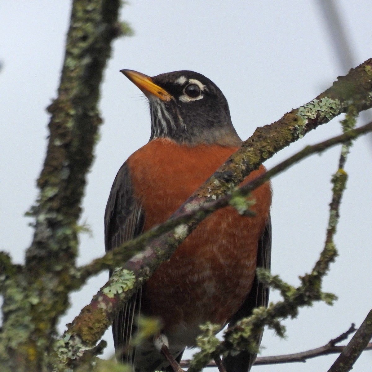 Merle d'Amérique - ML644506202