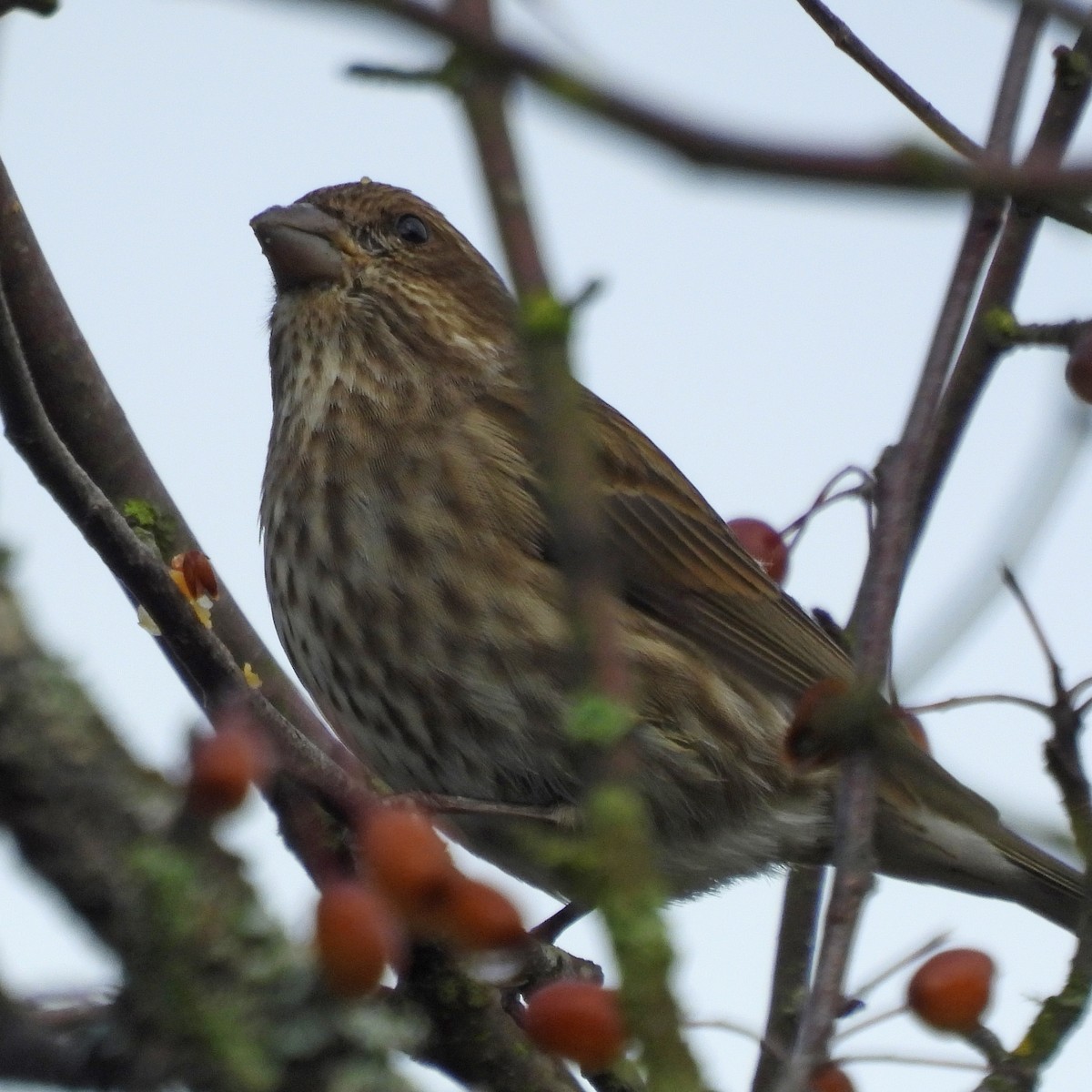 Roselin pourpré - ML644506203