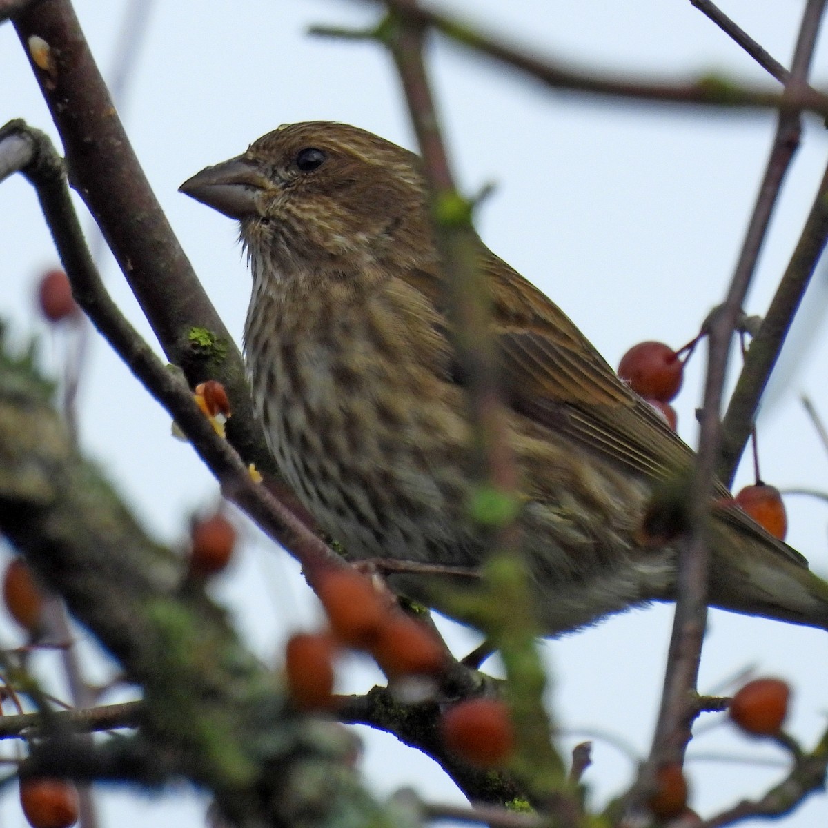 Roselin pourpré - ML644506204