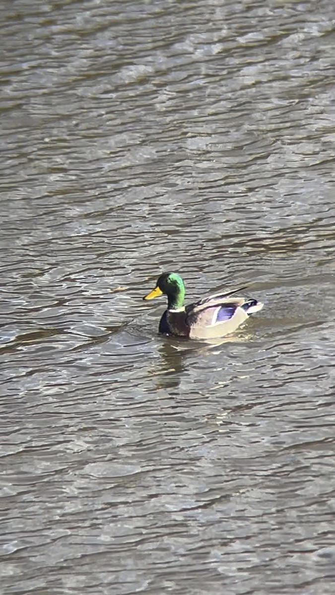 stokkand - ML644506206