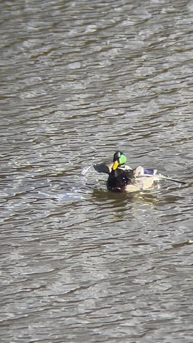 stokkand - ML644506207