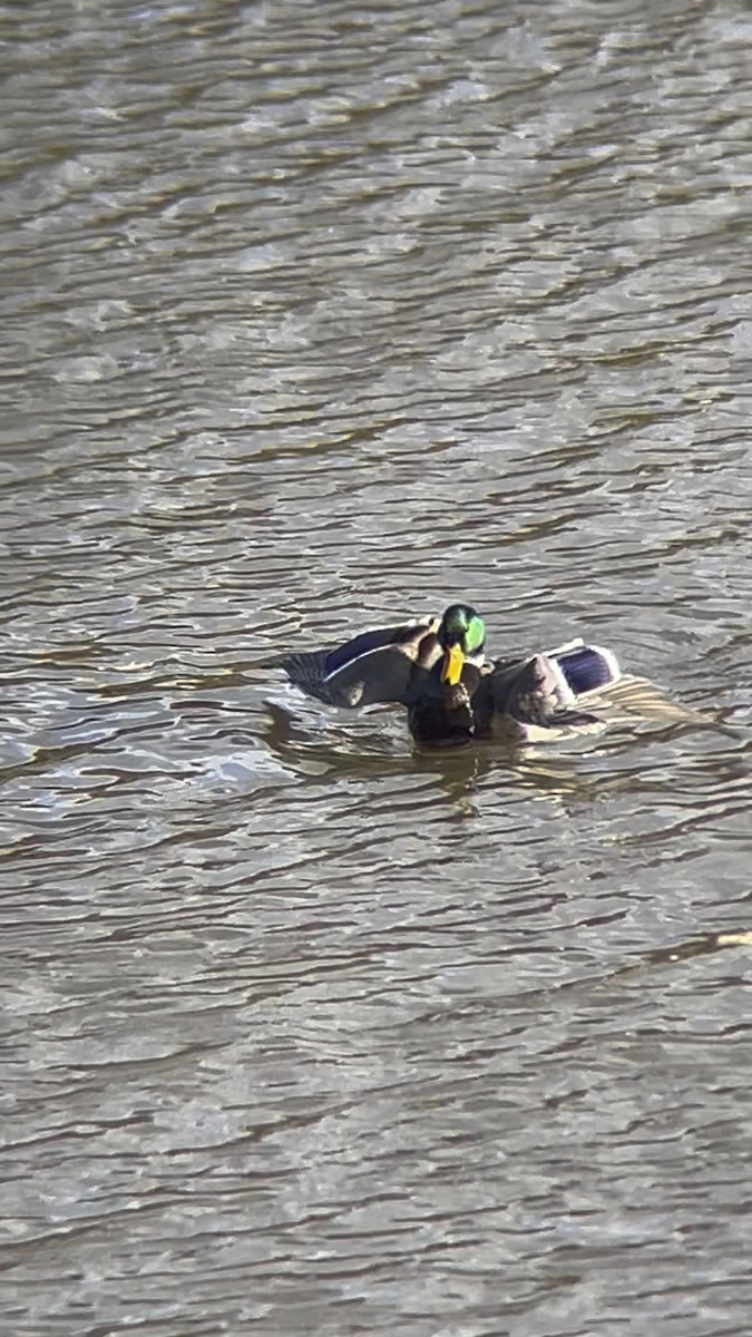 stokkand - ML644506208