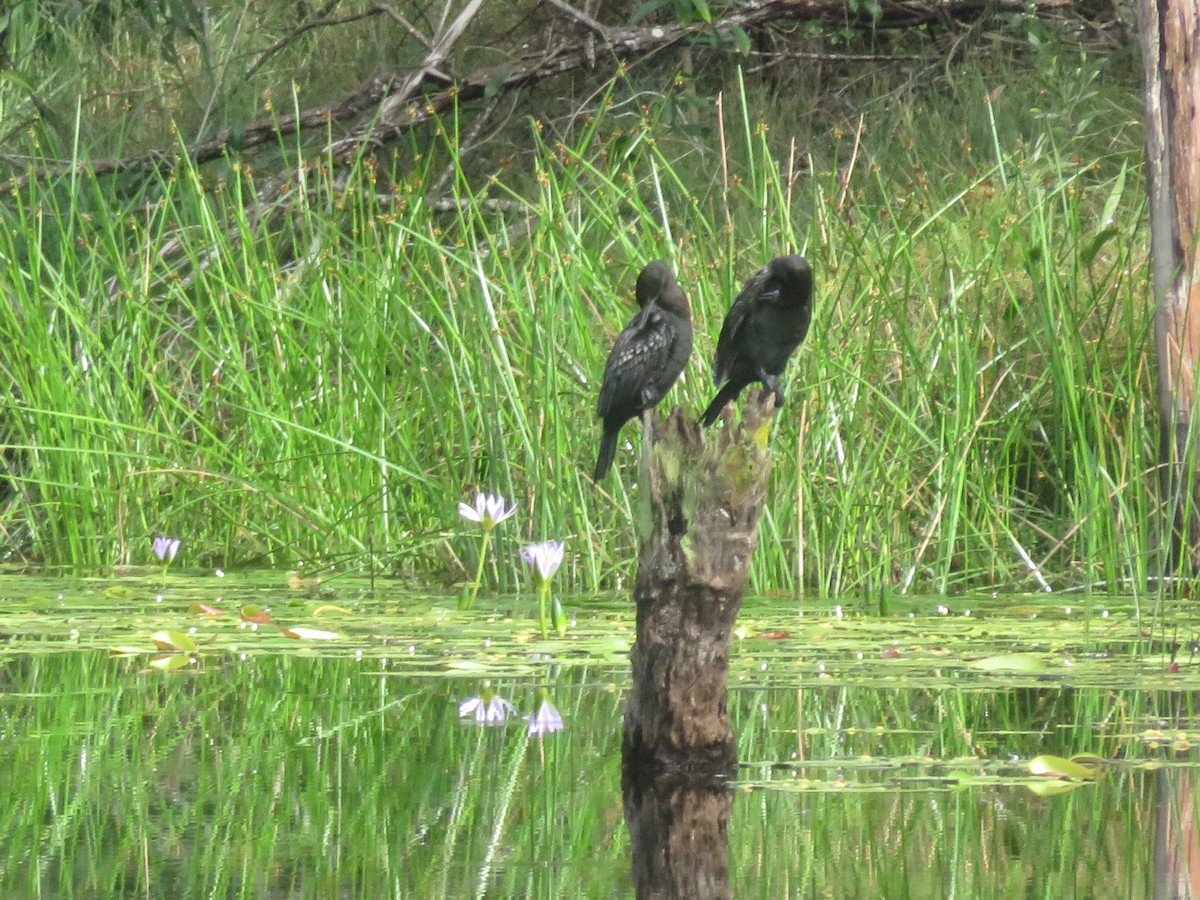 kormorán australský - ML644506220