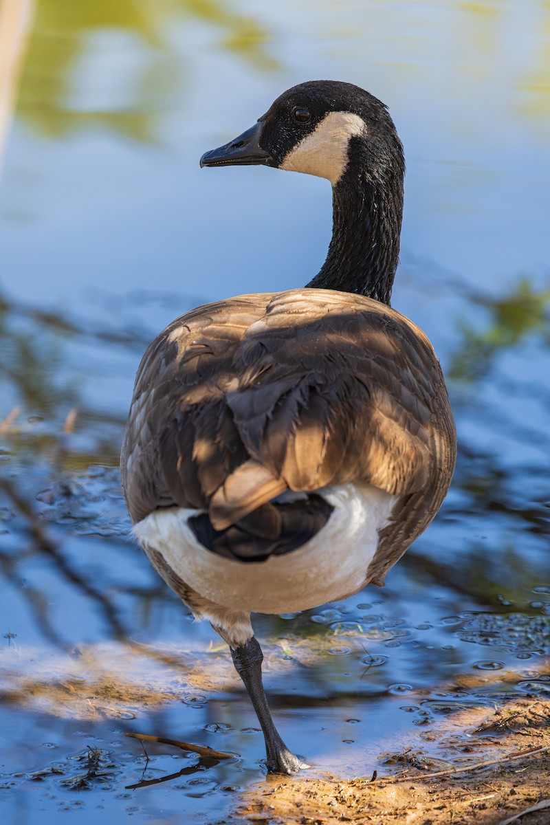 Bernache du Canada - ML644506228