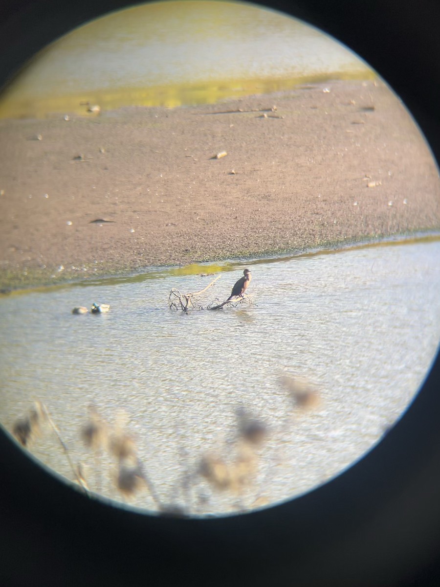 totoppskarv - ML644506232