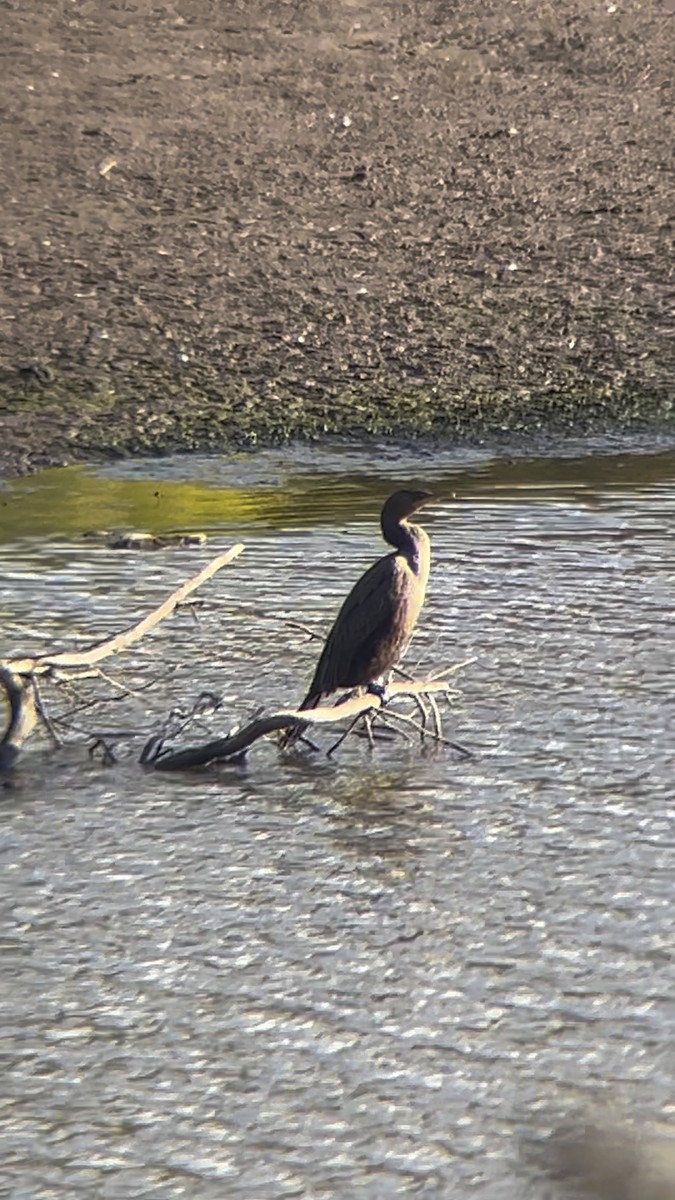 totoppskarv - ML644506234