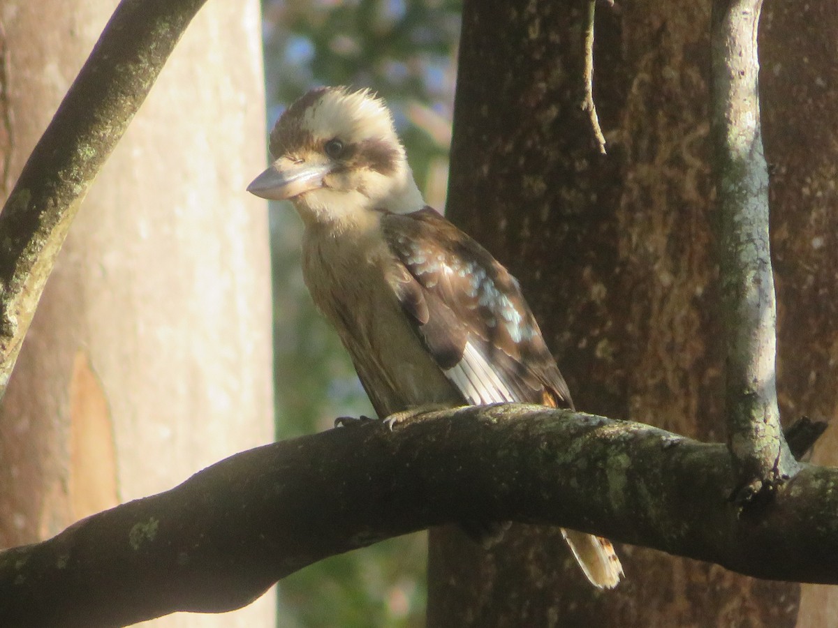 Laughing Kookaburra - ML644506235