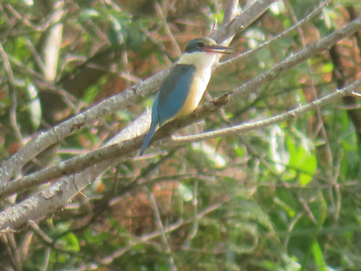 Sacred Kingfisher - ML644506241