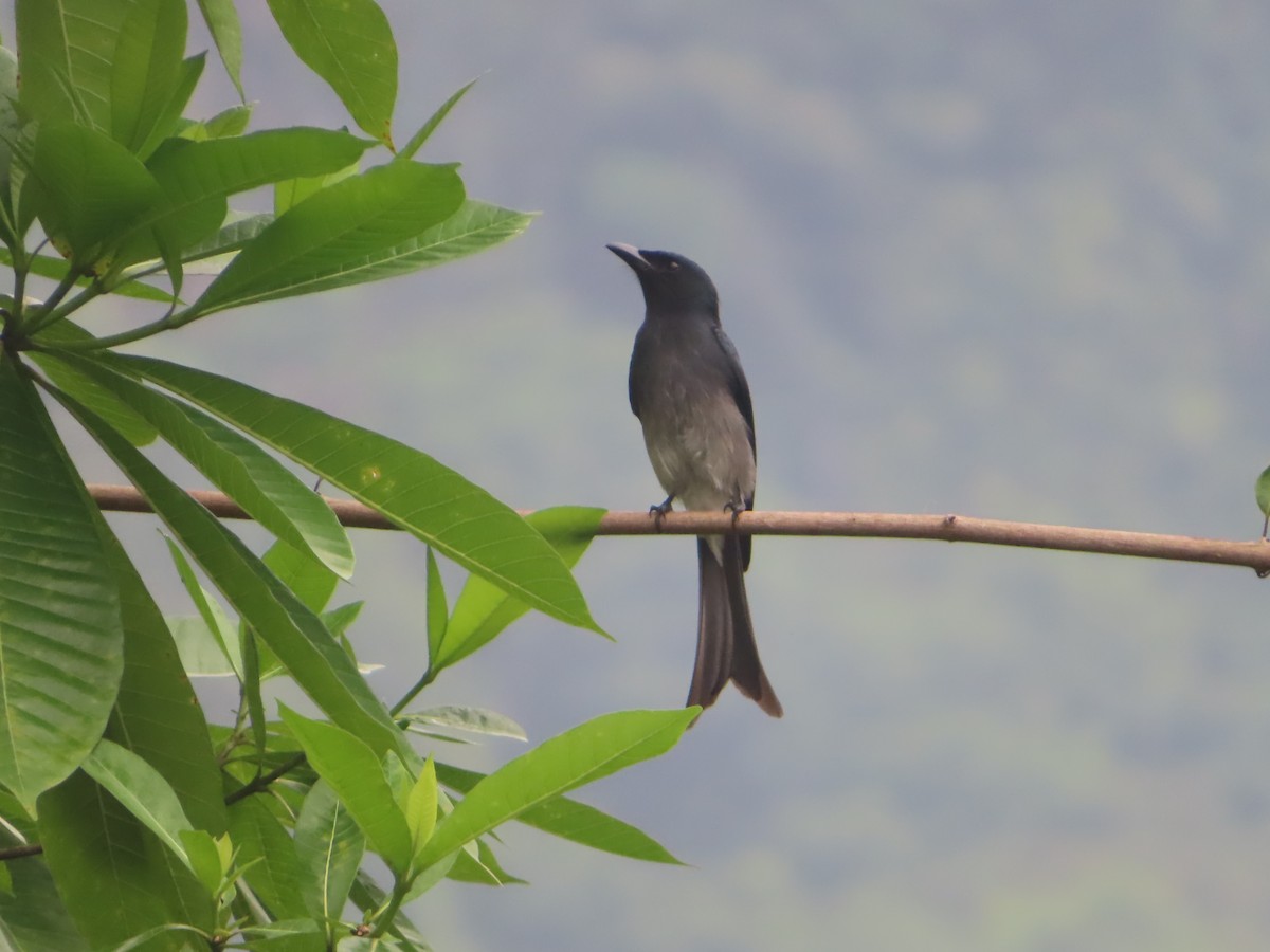 White-bellied Drongo - ML644506242
