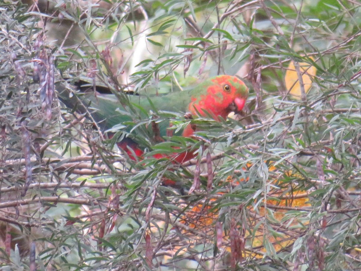Australian King-Parrot - ML644506250