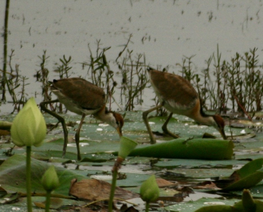 Фазанохвостая якана - ML644506251