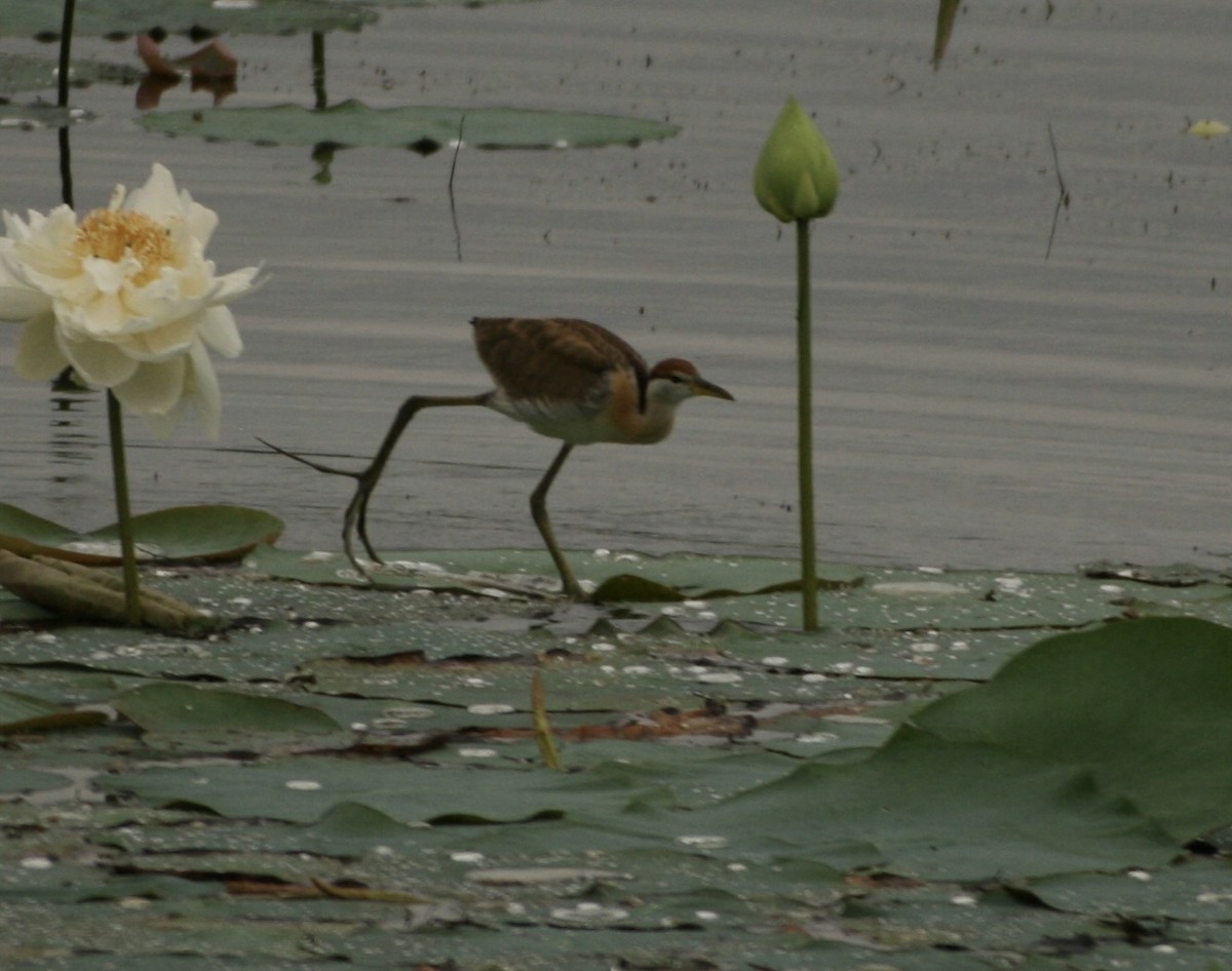 Фазанохвостая якана - ML644506252