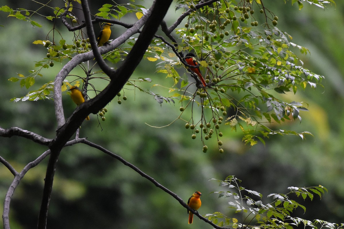 Scarlet Minivet - ML644506254
