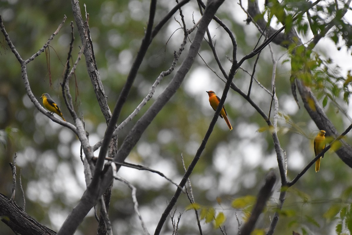 Scarlet Minivet - ML644506255