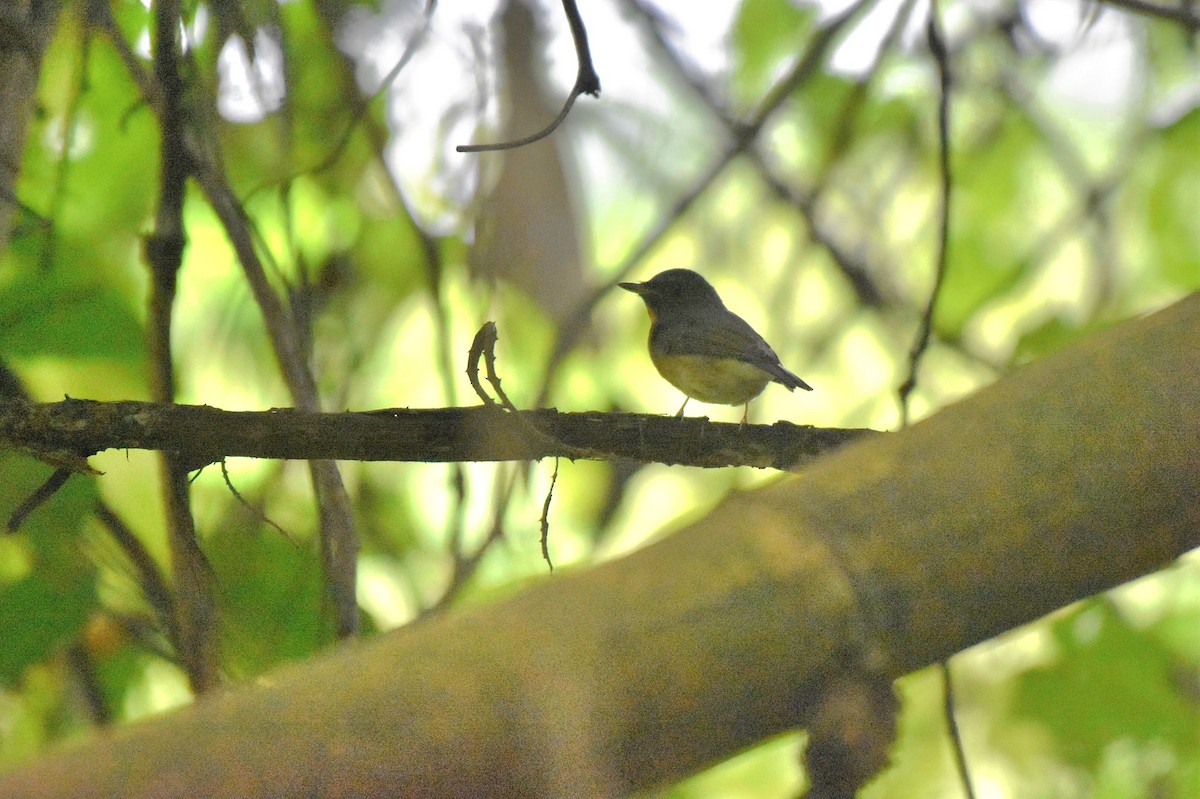 Chinese Blue Flycatcher - ML644506258