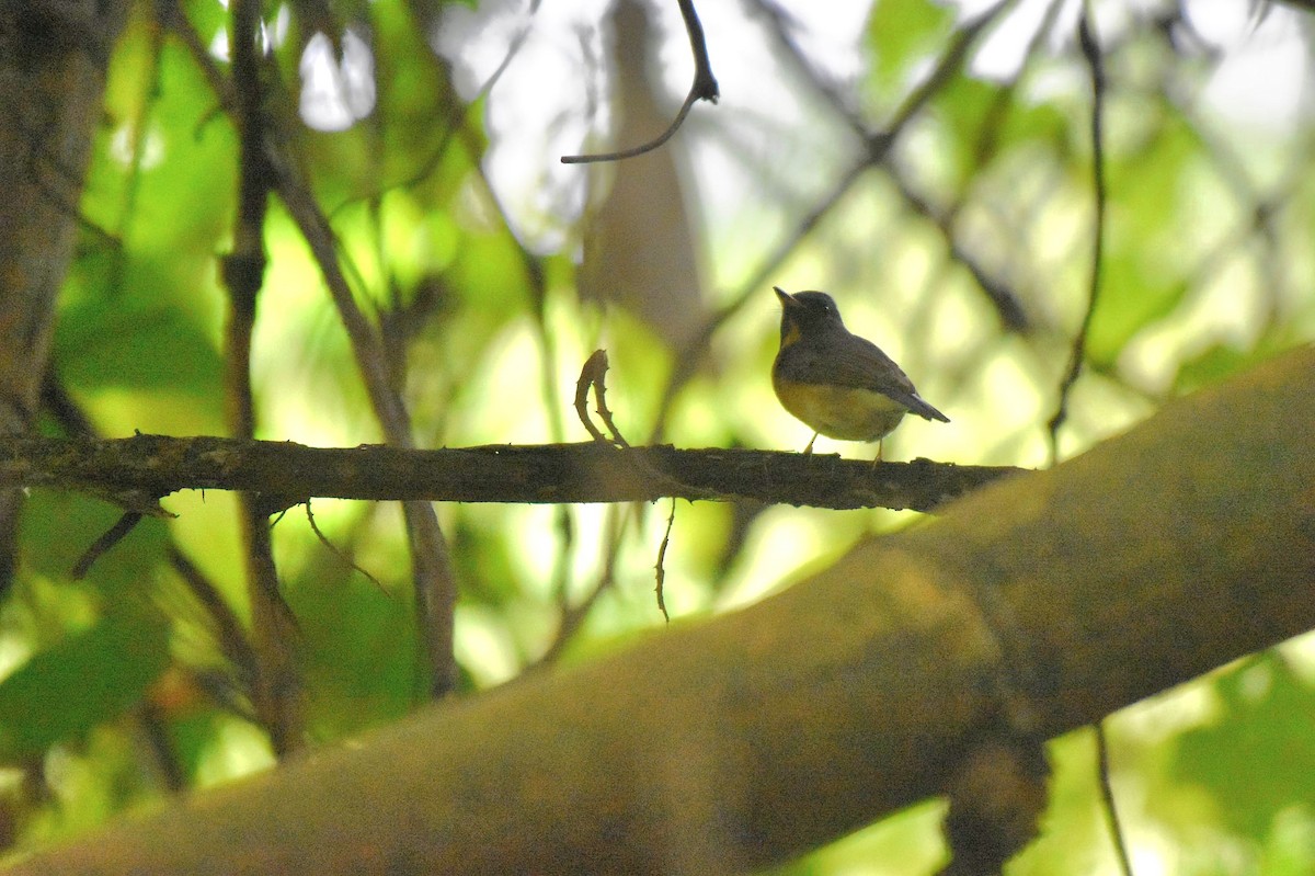 Chinese Blue Flycatcher - ML644506259