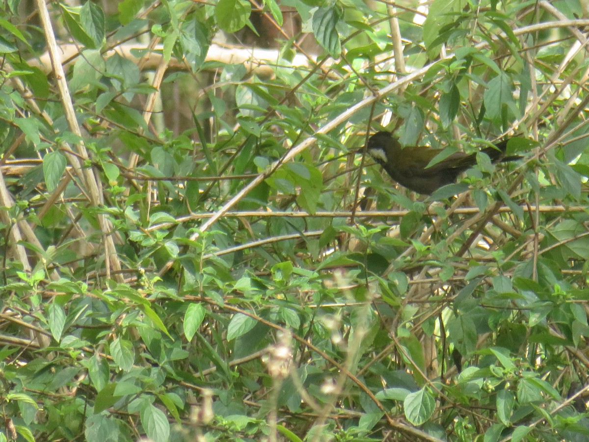 Eastern Whipbird - ML644506261