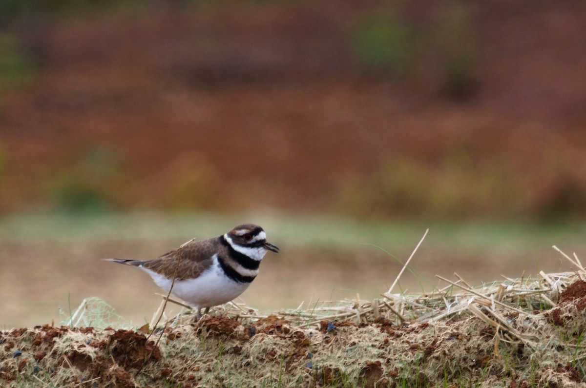 Killdeer - ML644506269