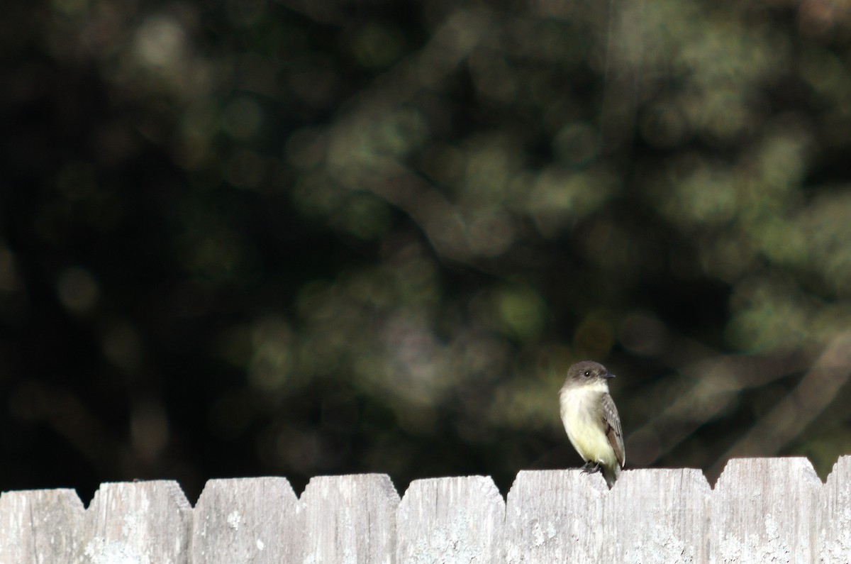 Eastern Phoebe - ML644506272