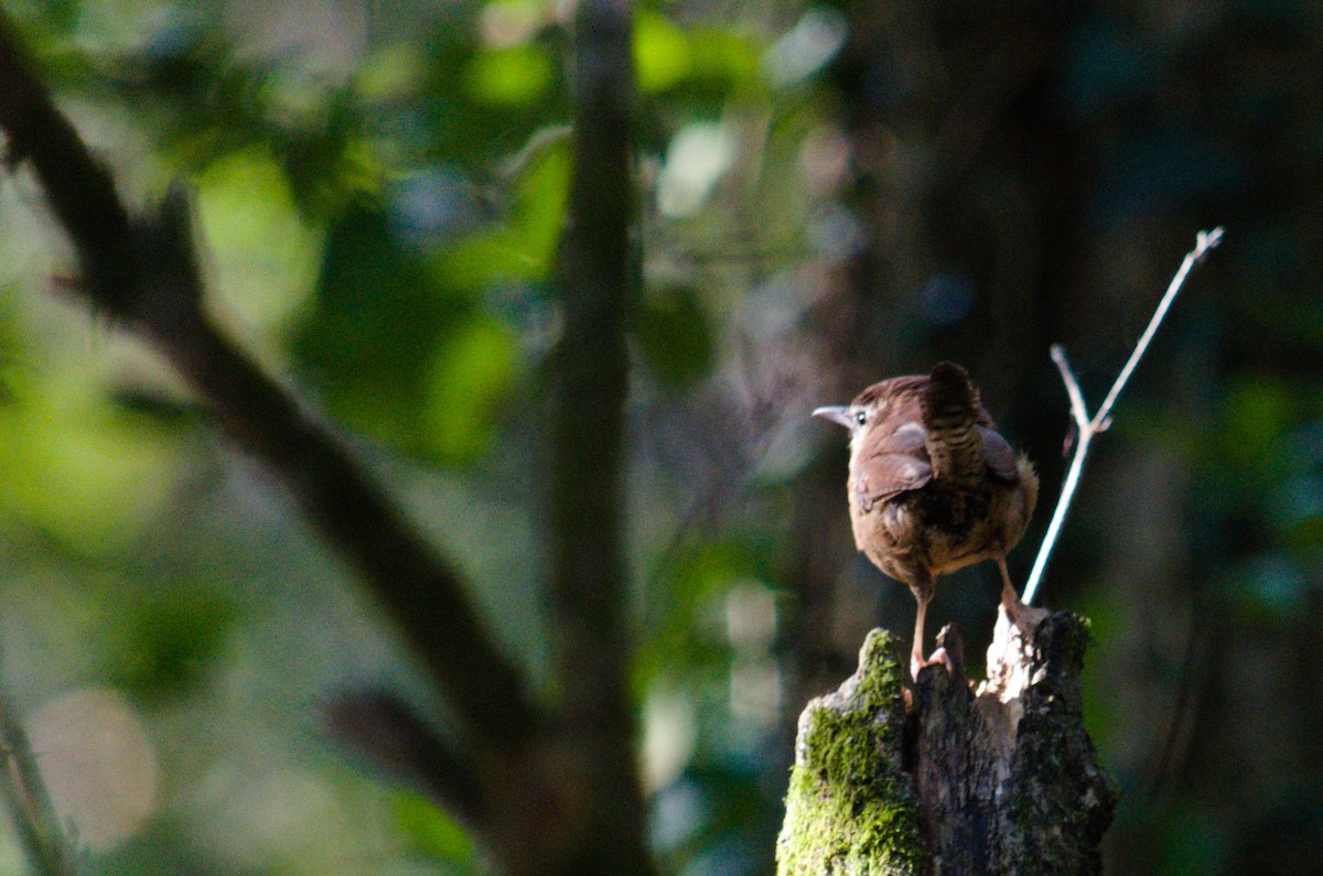 Carolina Wren - ML644506279