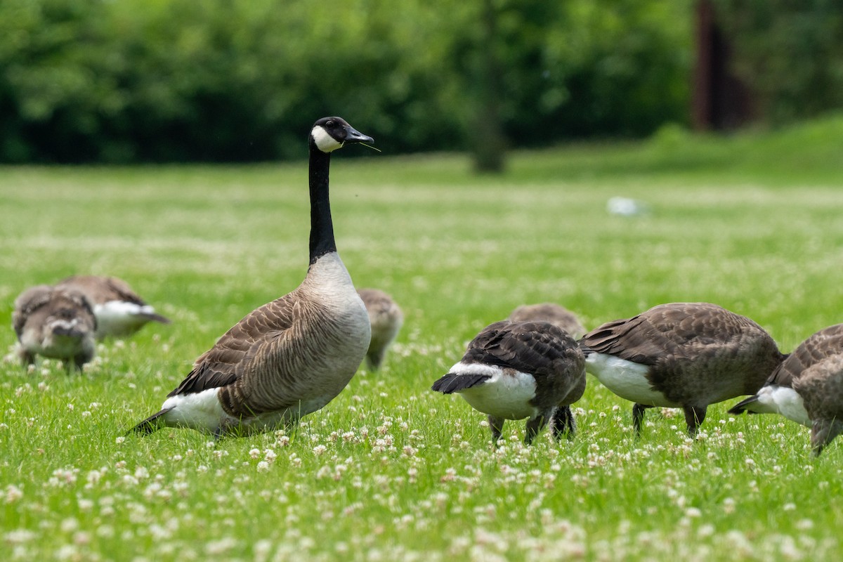 Canada Goose - ML644506283