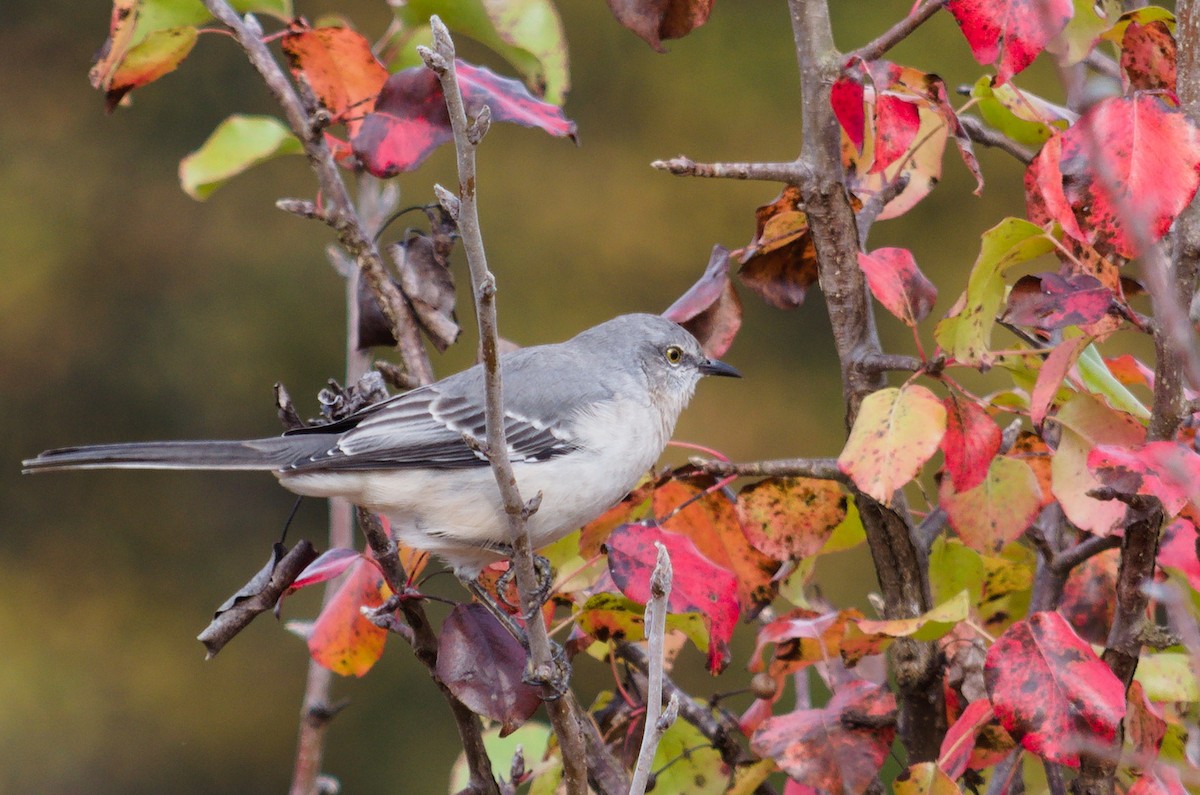 Northern Mockingbird - ML644506284