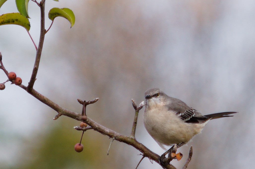Northern Mockingbird - ML644506292