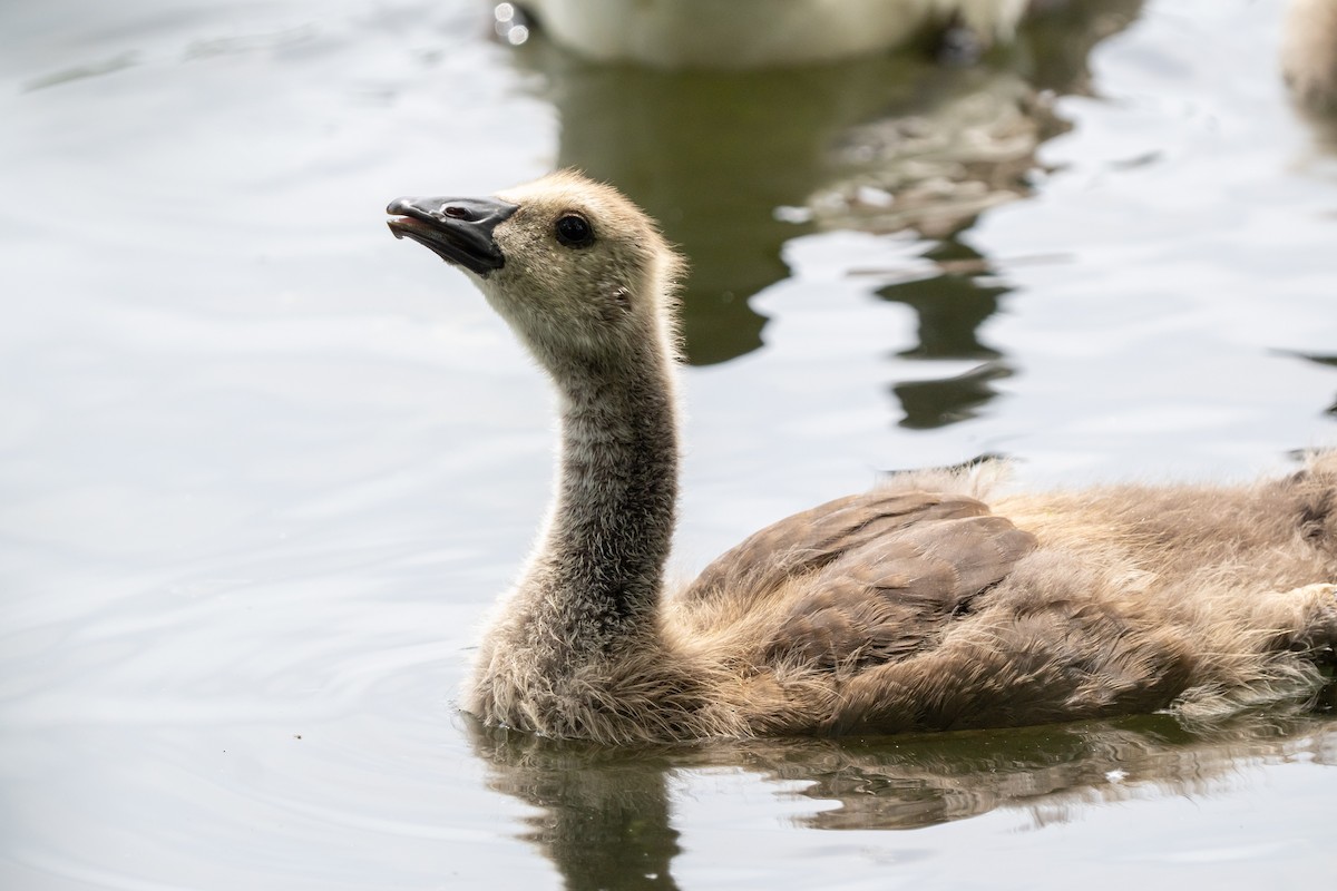 Canada Goose - ML644506313
