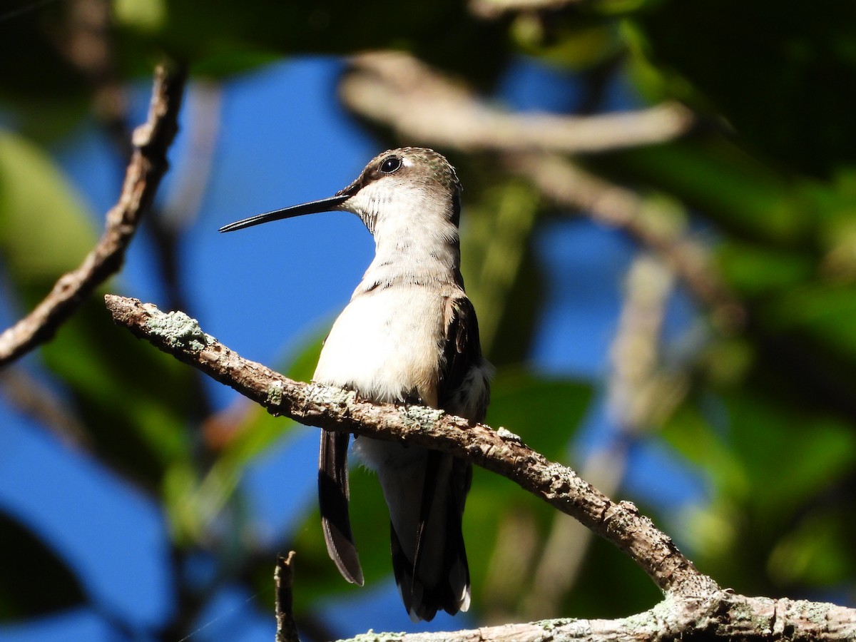 Ruby-throated Hummingbird - ML644506327