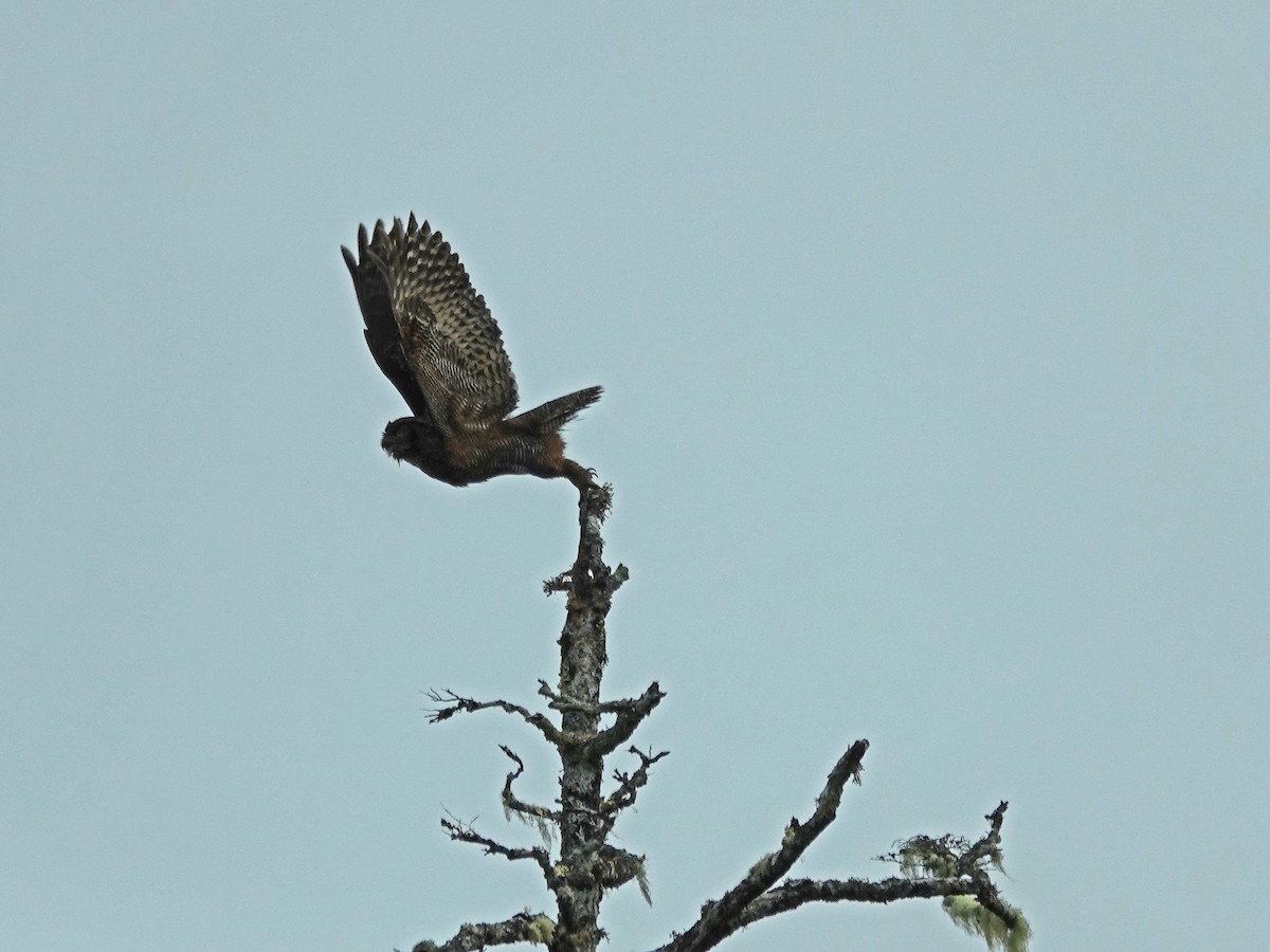 Пугач віргінський - ML644506334