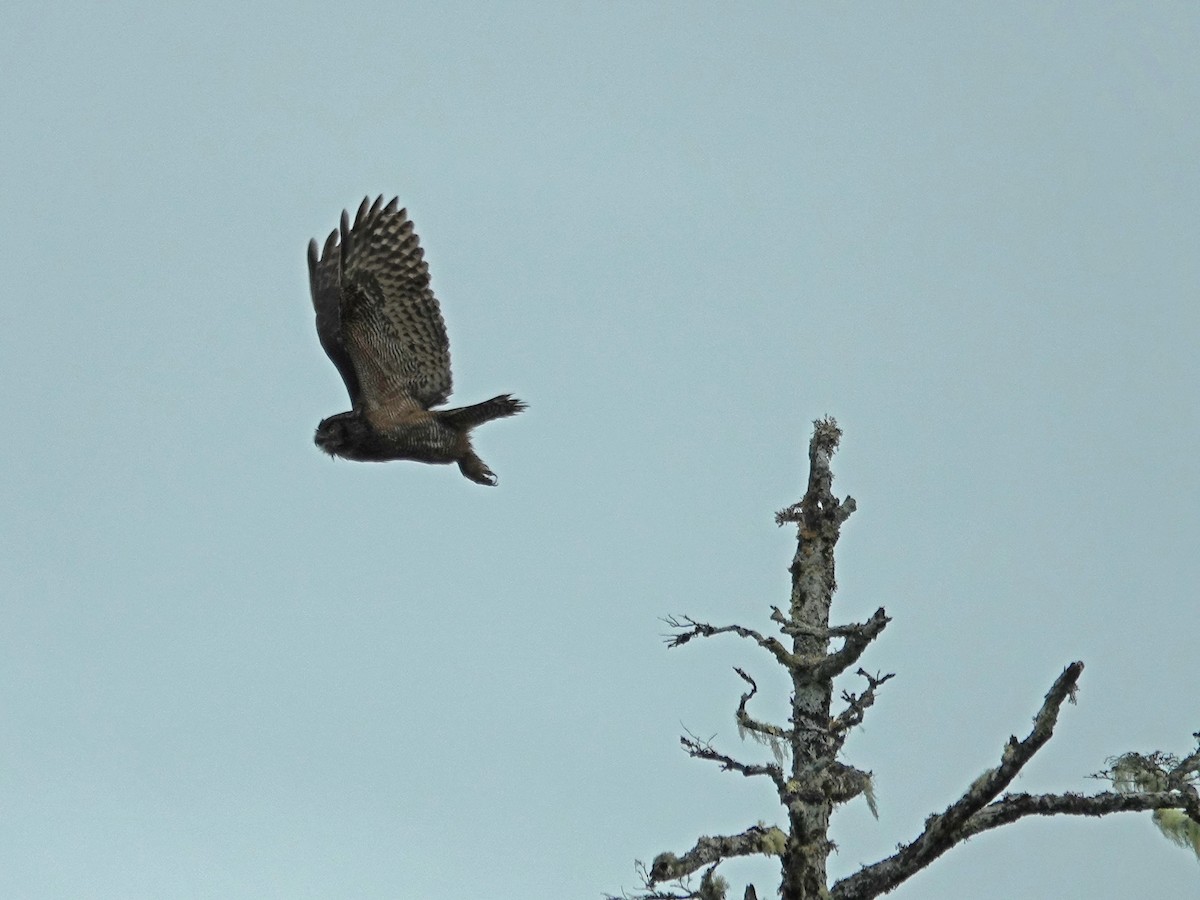 Пугач віргінський - ML644506335