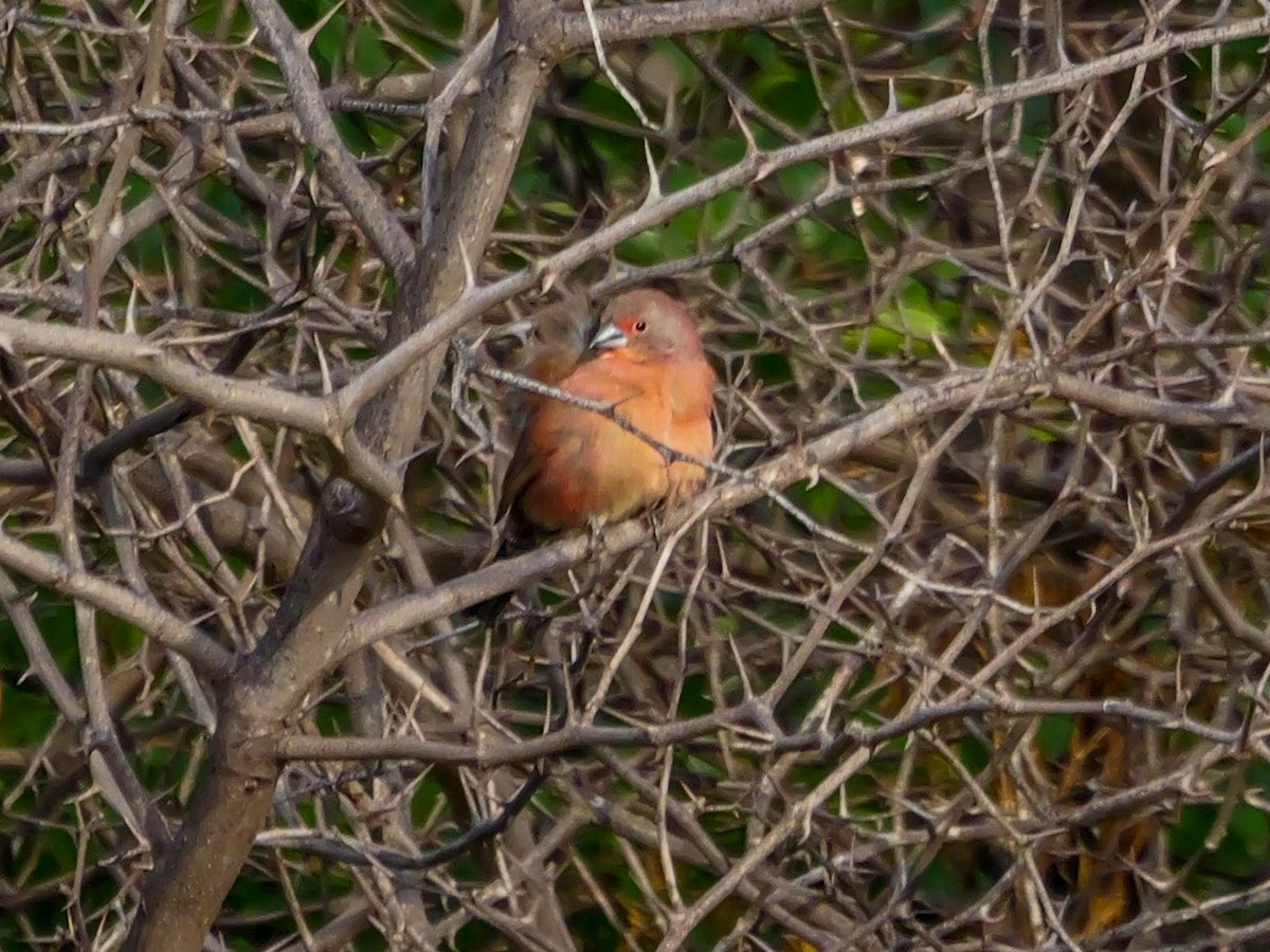 Rosenamarant - ML644506342