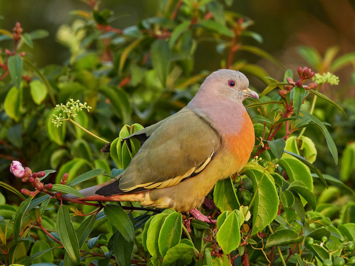 Pink-necked Green-Pigeon - ML644506355