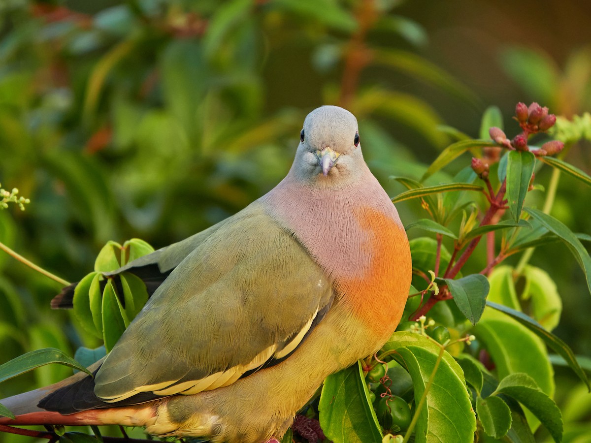 Pink-necked Green-Pigeon - ML644506356