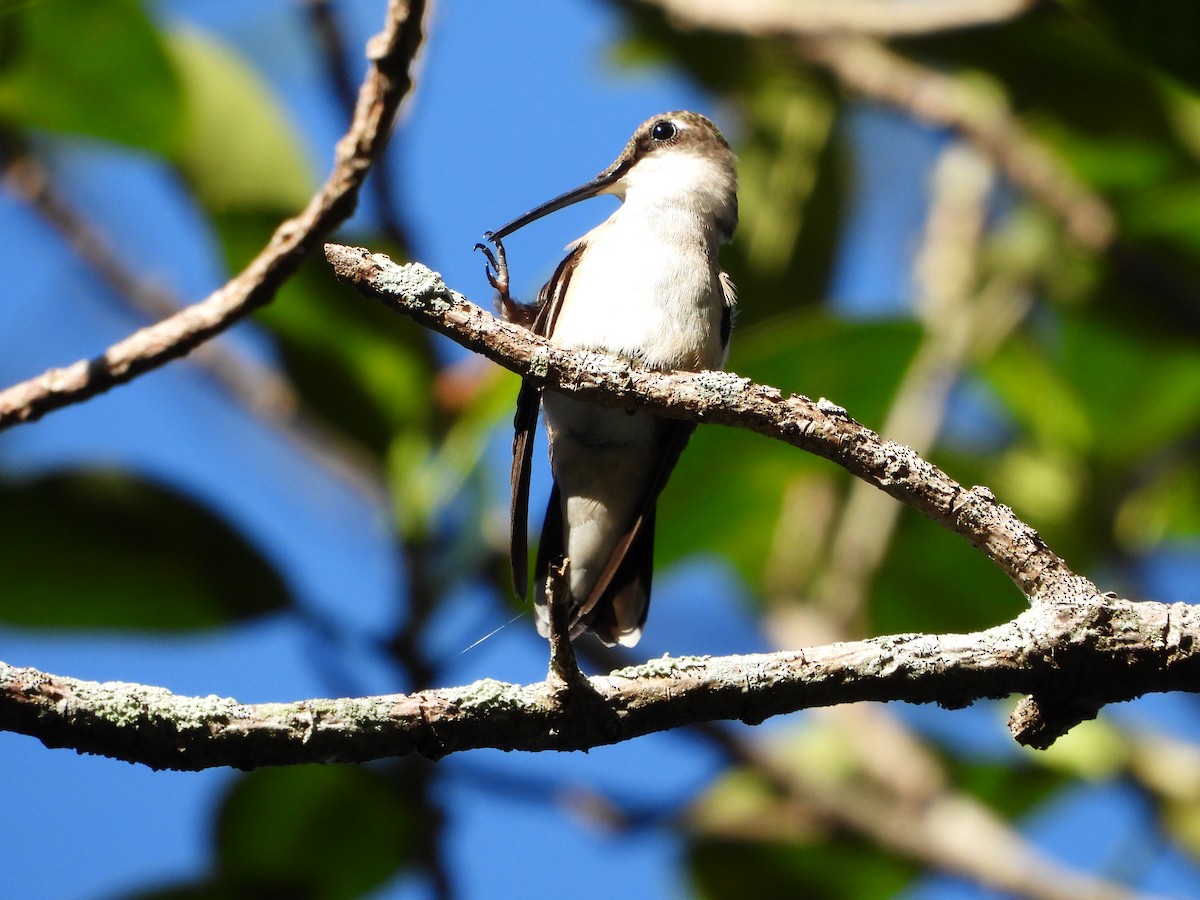 Ruby-throated Hummingbird - ML644506357