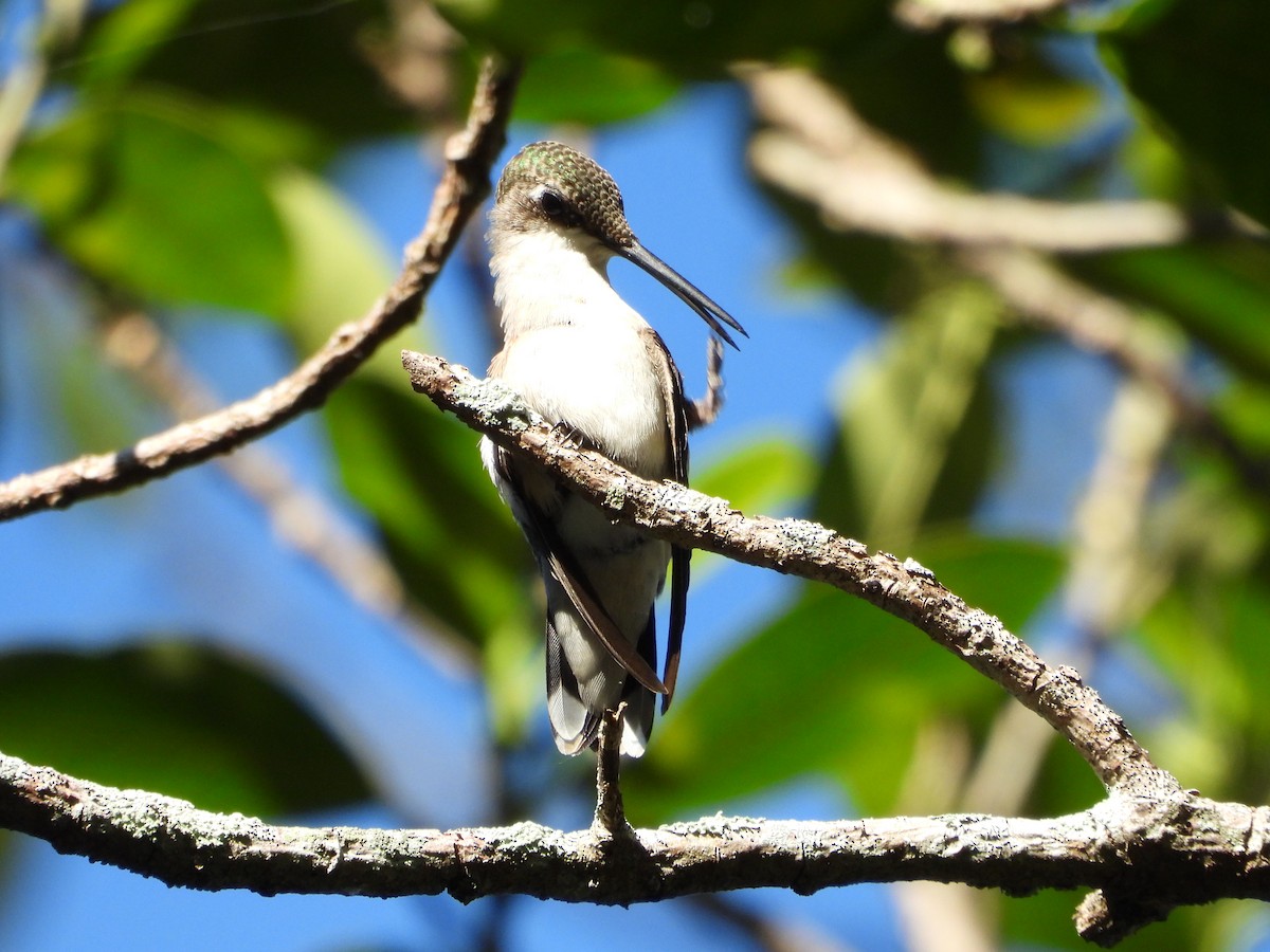 Ruby-throated Hummingbird - ML644506359