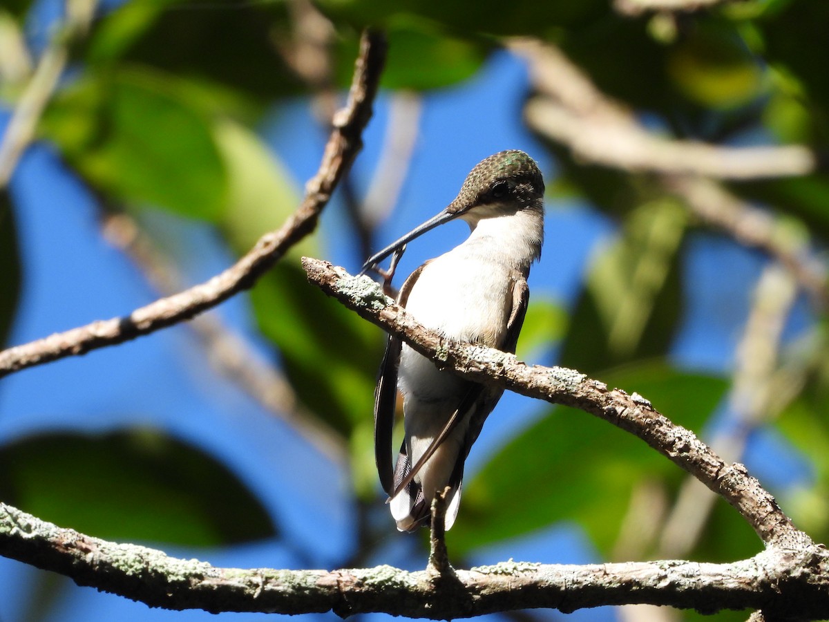 Ruby-throated Hummingbird - ML644506360