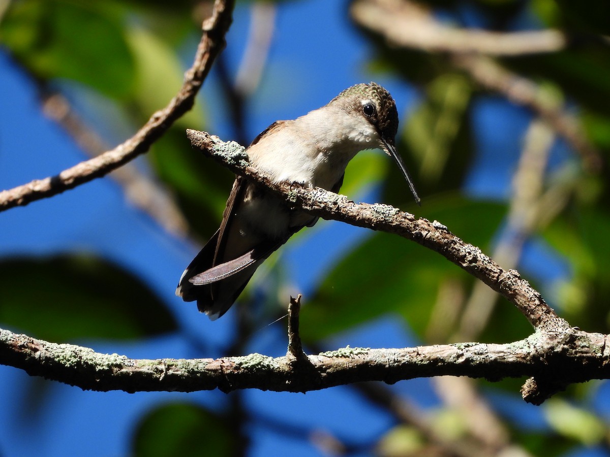 Ruby-throated Hummingbird - ML644506361