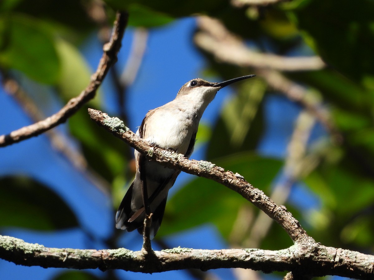 Ruby-throated Hummingbird - ML644506362